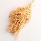 Набор сухоцветов "Просо", банч длина 45 (+/- 6 см), выбеленный - фото 24001048