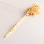 Набор сухоцветов "Просо", банч длина 45 (+/- 6 см), выбеленный - фото 24001049