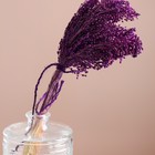 Набор сухоцветов "Просо", банч длина 45 (+/- 6 см), фиолетовый - Фото 2