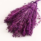 Набор сухоцветов "Просо", банч длина 45 (+/- 6 см), фиолетовый - Фото 3