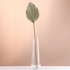 Лист пальмы Вашингтония "Пика" 50-60 (+/- 6 см), 1 шт, цв. натуральный - фото 321519636
