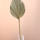 Лист пальмы Вашингтония "Пика" 50-60 (+/- 6 см), 1 шт, цв. натуральный - Фото 2