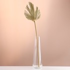Лист пальмы Вашингтония "Пика" 50-60 (+/- 6 см), 1 шт, цв. натуральный - Фото 5