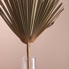 Лист пальмы Вашингтония "Веер" 50-60 (+/- 6 см), 1 шт, цв. натуральный - Фото 2