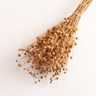 Набор сухоцветов "Лён-долгунец", банч длина 55-60 (+/- 6 см), натуральный - фото 24001073