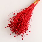 Набор сухоцветов "Лён-долгунец", банч длина 55-60 (+/- 6 см), красный - Фото 3