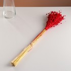 Набор сухоцветов "Лён-долгунец", банч длина 55-60 (+/- 6 см), красный - Фото 4