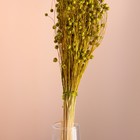 Набор сухоцветов "Лён-долгунец", банч длина 55-60 (+/- 6 см), зелёный - Фото 2