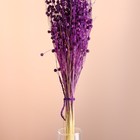 Набор сухоцветов "Лён-долгунец", банч длина 55-60 (+/- 6 см), фиолетовый - Фото 2
