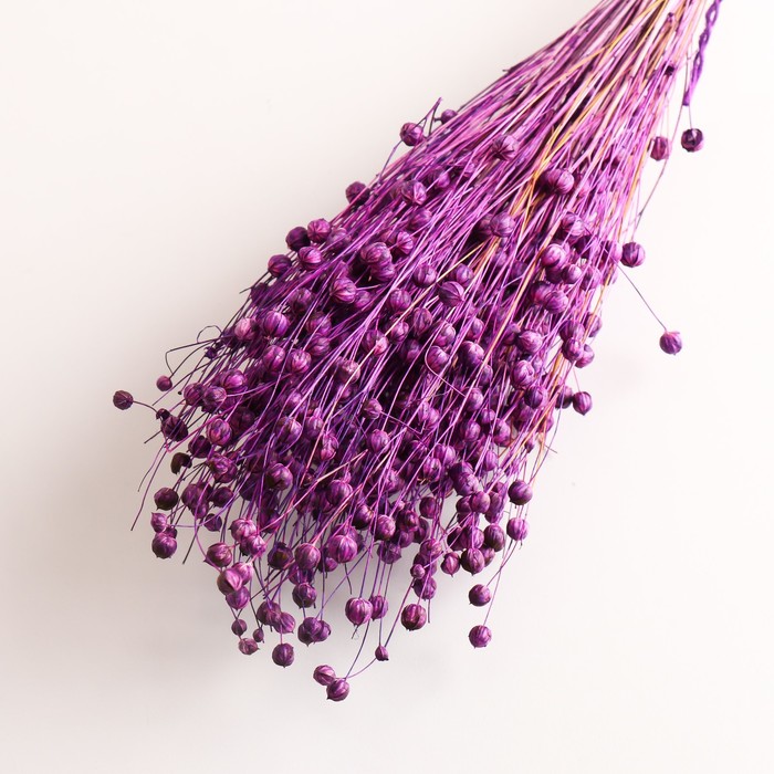 Набор сухоцветов "Лён-долгунец", банч длина 55-60 (+/- 6 см), фиолетовый