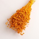 Набор сухоцветов "Лён-долгунец", банч длина 55-60 (+/- 6 см), желтый - Фото 3