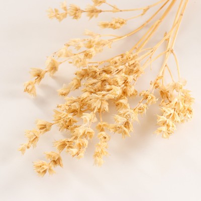 Набор сухоцветов "Шандра", банч длина 40 (+/- 6 см), выбеленный