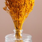 Набор сухоцветов "Шандра", банч длина 30 (+/- 6 см), желтый - Фото 2