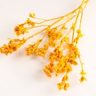 Набор сухоцветов "Шандра", банч длина 30 (+/- 6 см), желтый - Фото 3