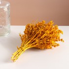 Набор сухоцветов "Шандра", банч длина 30 (+/- 6 см), желтый - Фото 5
