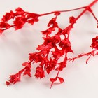 Набор сухоцветов "Шандра", банч длина 40 (+/- 6 см), красный - фото 11288744