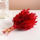 Набор сухоцветов "Шандра", банч длина 40 (+/- 6 см), красный - фото 11288746