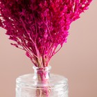 Набор сухоцветов "Шандра", банч длина 40 (+/- 6 см), фуксия - фото 24001137