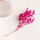 Набор сухоцветов "Шандра", банч длина 40 (+/- 6 см), фуксия - фото 24001139