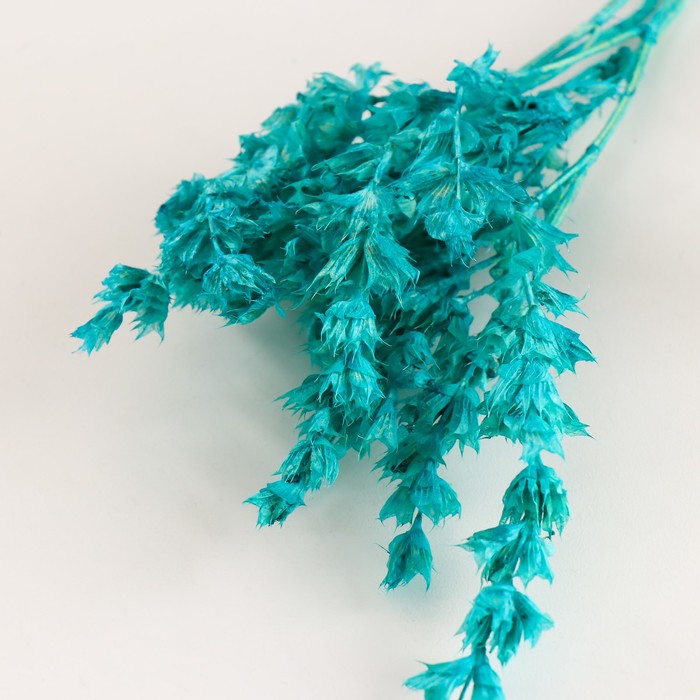 Набор сухоцветов "Шандра", банч длина 40 (+/- 6 см), бирюзовый