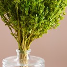 Набор сухоцветов "Шандра", банч длина 40 (+/- 6 см), зелёный - фото 24001147