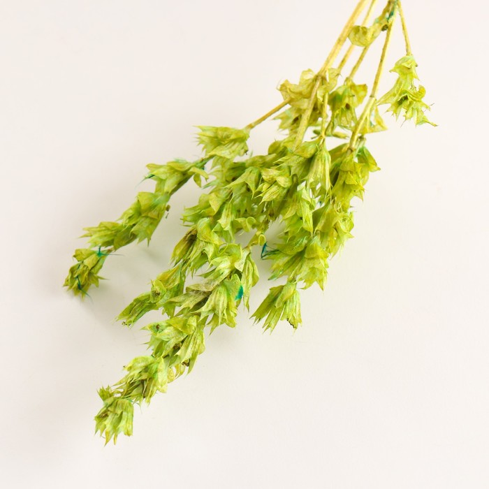 Набор сухоцветов "Шандра", банч длина 40 (+/- 6 см), зелёный