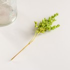 Набор сухоцветов "Шандра", банч длина 40 (+/- 6 см), зелёный - фото 24001149