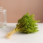 Набор сухоцветов "Шандра", банч длина 40 (+/- 6 см), зелёный - фото 24001150