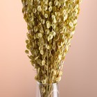 Набор сухоцветов "Монетник", банч длина 50 (+/- 6 см), натуральный - Фото 2