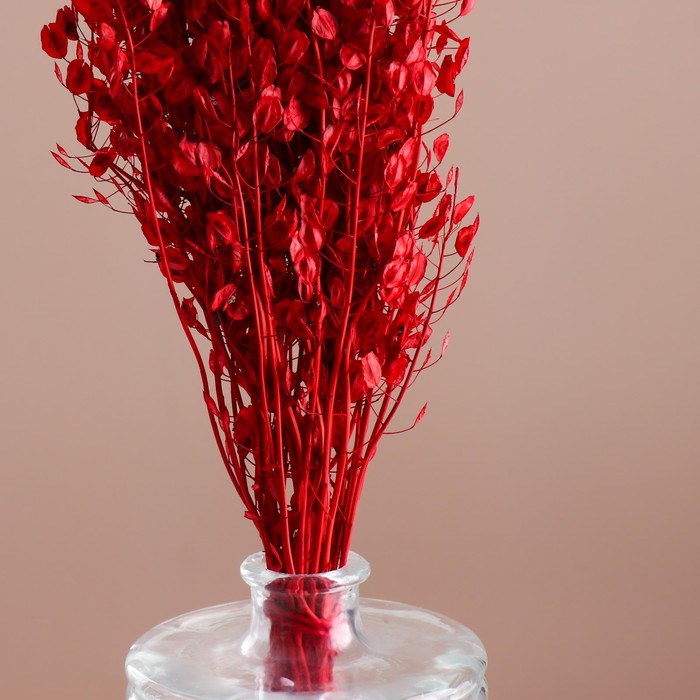 Набор сухоцветов "Монетник", банч длина 45 (+/- 6 см), красный