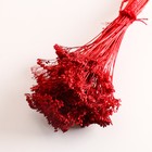 Набор сухоцветов "Тысячелистник", банч длина 60 (+/- 6 см), красный - Фото 3
