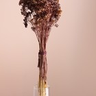 Набор сухоцветов "Тысячелистник" длина 60 см +/- 5см , коричневый - фото 9669443