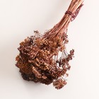 Набор сухоцветов "Тысячелистник" длина 60 см +/- 5см , коричневый - фото 9669444