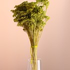 Набор сухоцветов "Тысячелистник", банч длина 50 (+/- 6 см), зелёный - фото 24001172