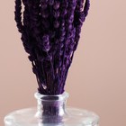 Набор сухоцветов "Железница", банч длина 35 (+/- 6 см), фиолетовый - Фото 2