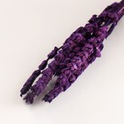 Набор сухоцветов "Железница", банч длина 35 (+/- 6 см), фиолетовый - Фото 3