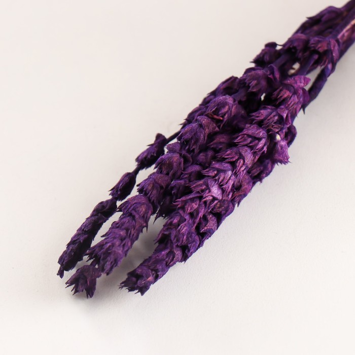 Набор сухоцветов "Железница", банч длина 35 (+/- 6 см), фиолетовый