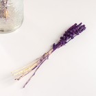 Набор сухоцветов "Железница", банч длина 35 (+/- 6 см), фиолетовый - Фото 4