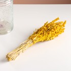 Набор сухоцветов "Железница", банч длина 35 (+/- 6 см), желтый - Фото 5