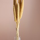 Набор сухоцветов "Африканское просо", банч 3-5 шт, длина 60 (+/- 6 см), выбеленный - Фото 2