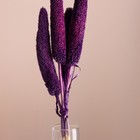 Набор сухоцветов "Африканское просо", банч 3-5 шт, длина 60 (+/- 6 см), фиолетовый - фото 9669465