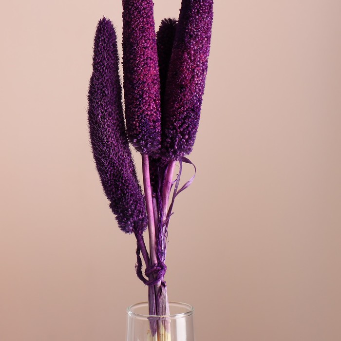 Набор сухоцветов "Африканское просо", банч 3-5 шт, длина 60 (+/- 6 см), фиолетовый