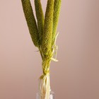 Набор сухоцветов "Африканское просо", банч 3-5 шт, длина 60 (+/- 6 см), зелёный - Фото 2