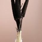 Набор сухоцветов "Африканское просо", банч 3-5 шт, длина 60 (+/- 6 см), графитовый - Фото 2