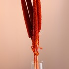 Набор сухоцветов "Африканское просо", банч 3-5 шт, длина 60 (+/- 6 см), оранжевый - Фото 2