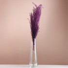Набор сухоцветов "Мискантус", банч 3-5 шт, длина 60 (+/- 6 см), фиолетовый - Фото 1
