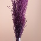 Набор сухоцветов "Мискантус", банч 3-5 шт, длина 60 (+/- 6 см), фиолетовый - фото 9669481