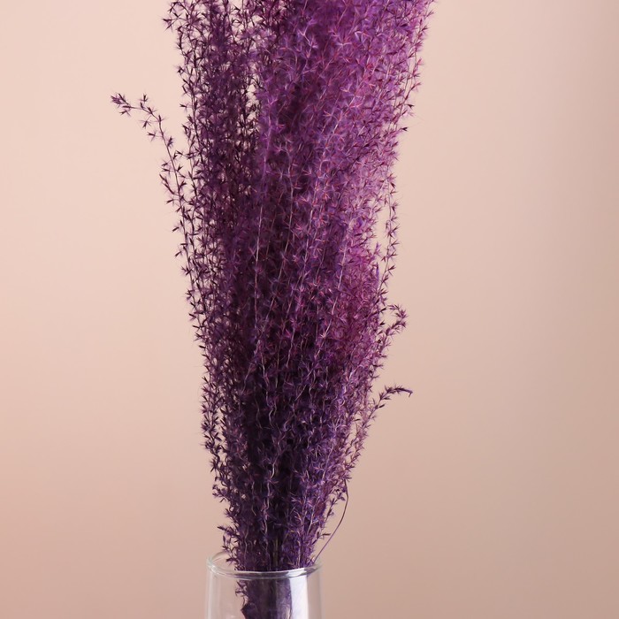 Набор сухоцветов "Мискантус", банч 3-5 шт, длина 60 (+/- 6 см), фиолетовый