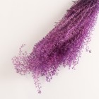 Набор сухоцветов "Мискантус", банч 3-5 шт, длина 60 (+/- 6 см), фиолетовый - фото 9669482