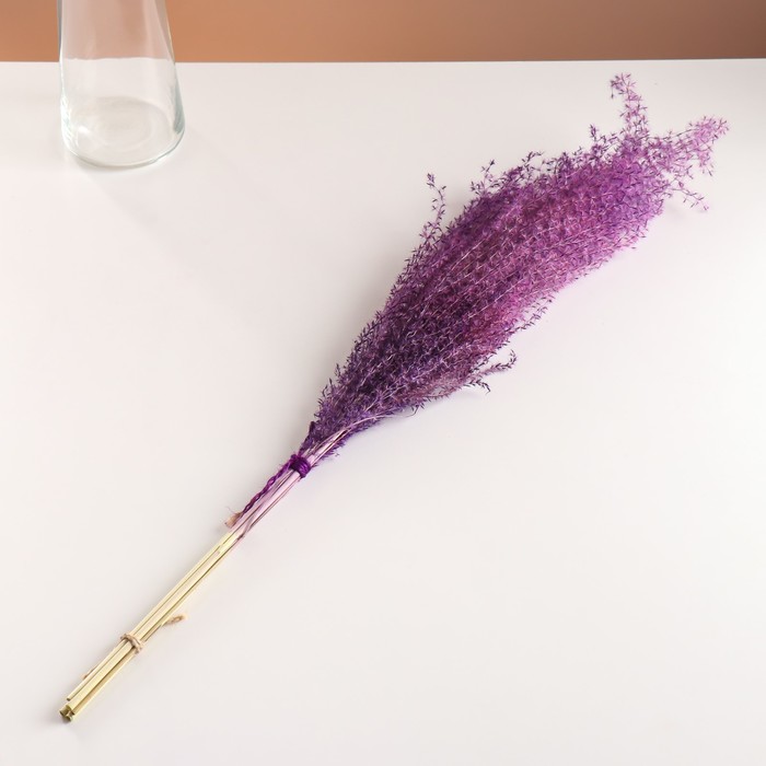 Набор сухоцветов "Мискантус", банч 3-5 шт, длина 60 (+/- 6 см), фиолетовый